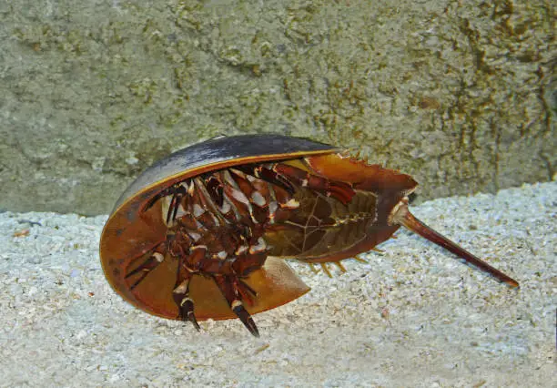 Atlantic Horseshoe Crab, limulus polyphemus