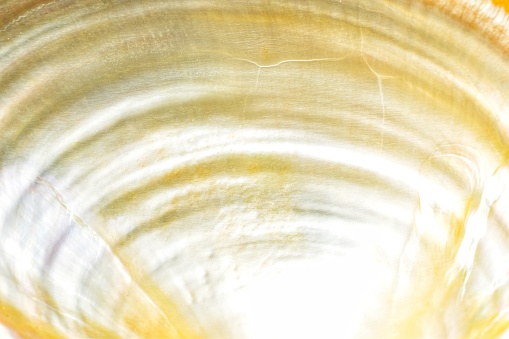 Pearl white shell background texture close-up abstract beautiful