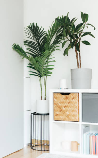 istock Space of home interior with beautiful house plants 1501458635