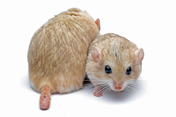 白い背景にスナネズミの太った尾 - mouse gerbil standing hamster ストックフォトと画像