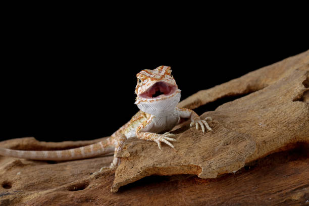 istock bearded dragon on wood 1501462924