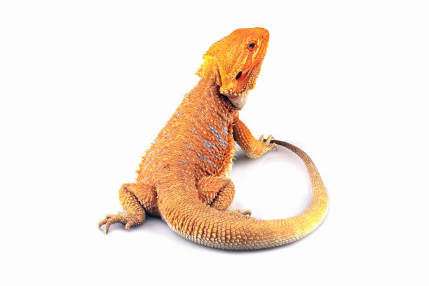 istock bearded dragon red hypo isolated on white 1501462975