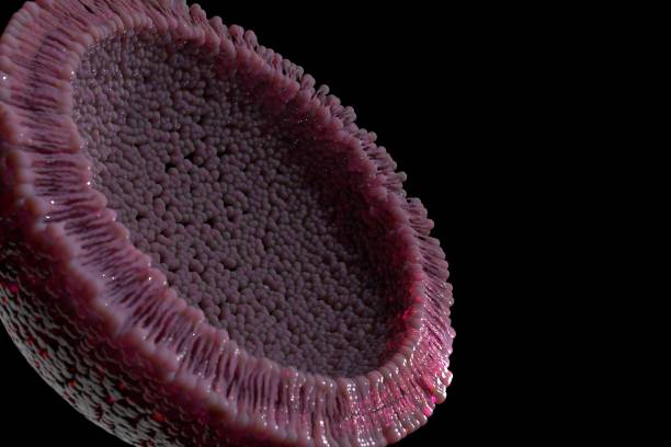 3d rendering of Bacteria are coated with an extra self-assembled lipid membrane to improve their survival against environmental assaults.