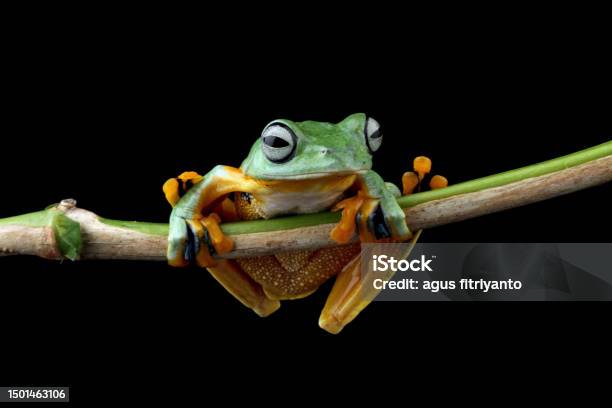 Tree Frog In Flight Flying Tree Frog On Branch Stock Photo - Download Image Now - iStock