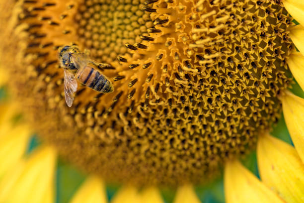 Bee sitting on a Sunflower with blue sky background during summer