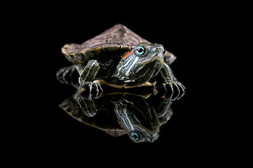 Reo Turtle Red Ear Turtle On Reflection Stock Photo - Download Image Now - Red ...