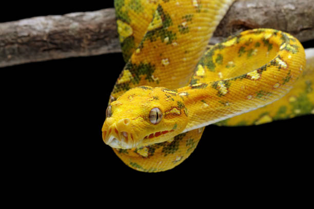 140+ Emerald Green Tree Boa Stock Photos, Pictures & Royalty-Free ...