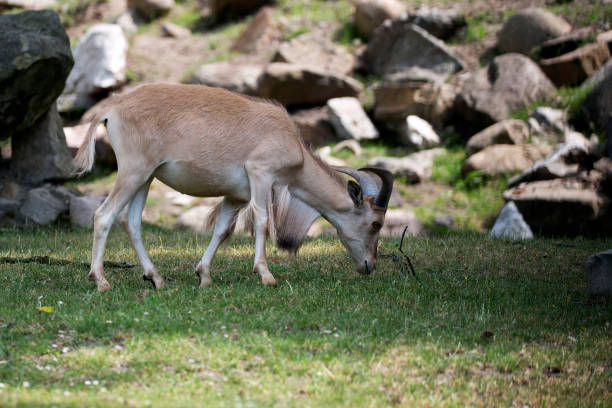 Bharal in a clearing Bharal in a clearing in the wild bharal photos stock pictures, royalty-free photos & images