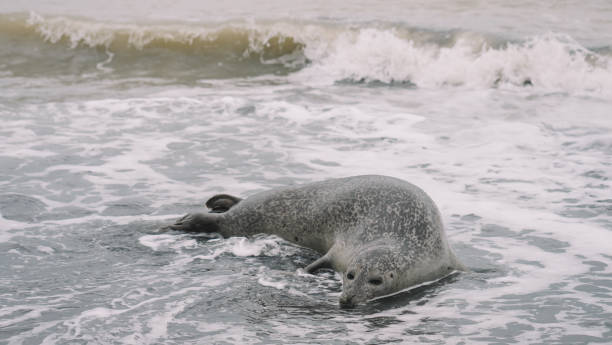 istock Seal close up view in the beach 1501469051