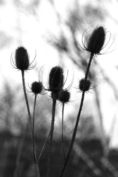 istock A bunch of Teasels 1501469064