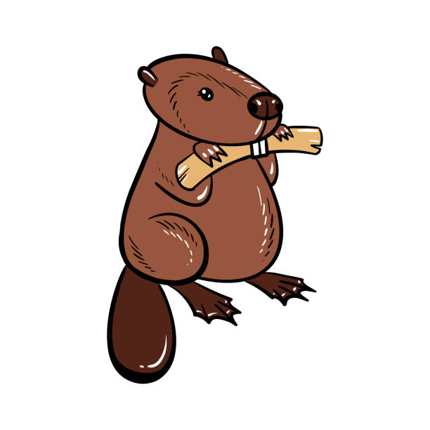 Cute chubby cartoon beaver, little kawaii mascot character. Isolated vector clip art illustration. Cute chubby cartoon beaver, little kawaii mascot character. Isolated vector clip art illustration clip art of baby beaver stock illustrations