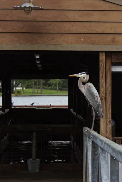 Blue Heron Sitting on Pier Waiting For Fish, Lake Tyler in East Tx