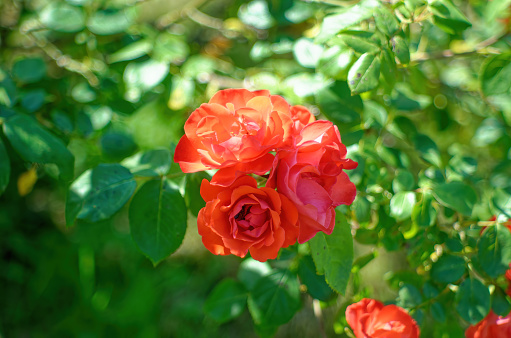 Tea rose flowers in the garden, in summer