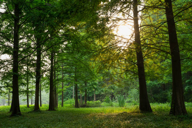 Metasequoia forest at sunset
