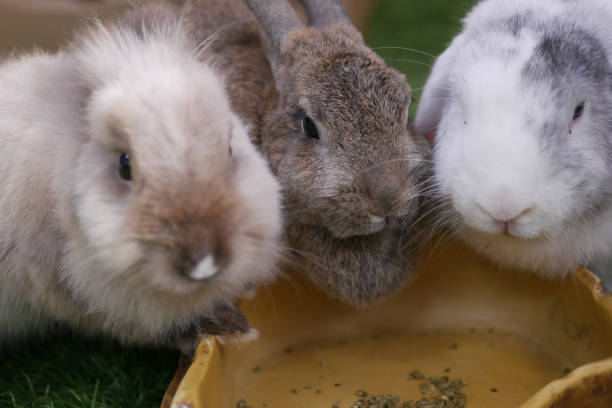 istock Wondering Rabit eating food top view 1501486866