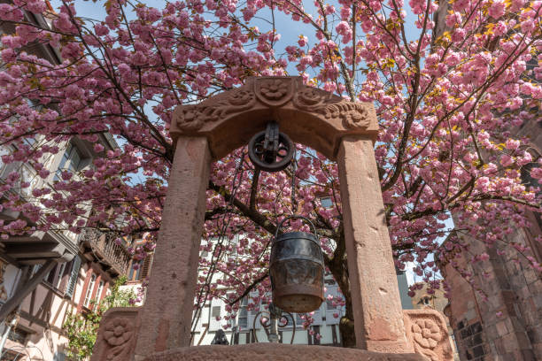istock Cherry blossom in an old square with a medieval well in spring. 1501489270