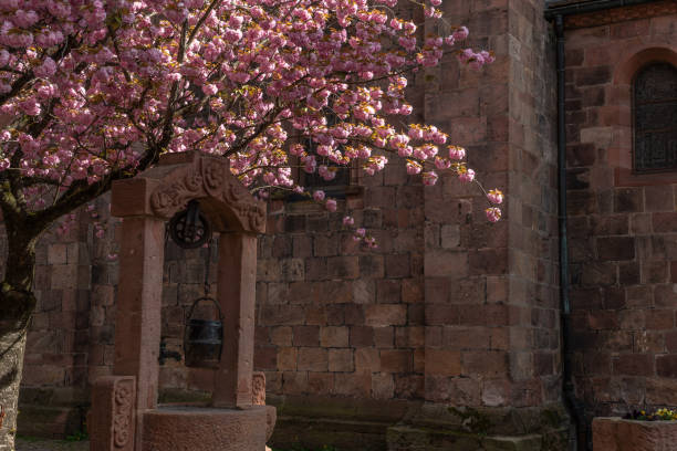 istock Cherry blossom in an old square with a medieval well in spring. 1501489278