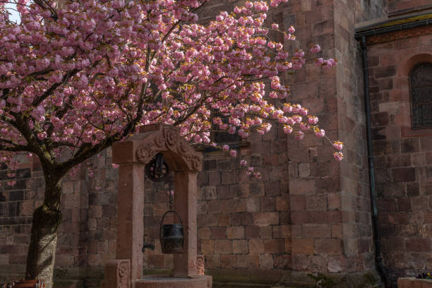 istock Cherry blossom in an old square with a medieval well in spring. 1501489279