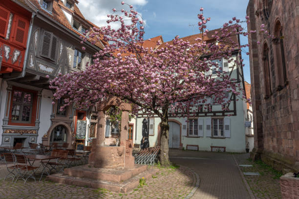 istock Cherry blossom in an old square with a medieval well in spring. 1501489288
