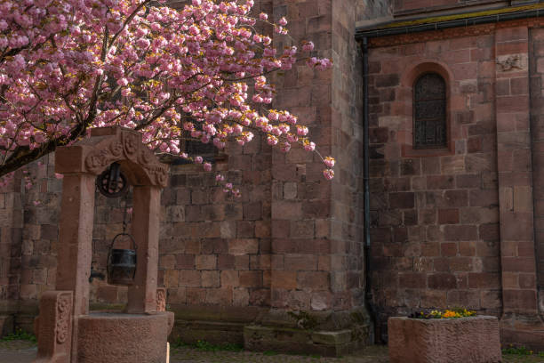 istock Cherry blossom in an old square with a medieval well in spring. 1501489300