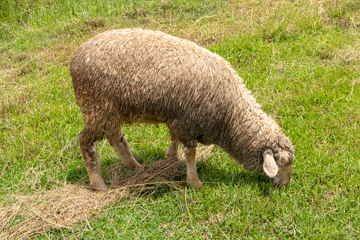 Natural shepherd sheep are happily grazing on a beautiful mountain background.