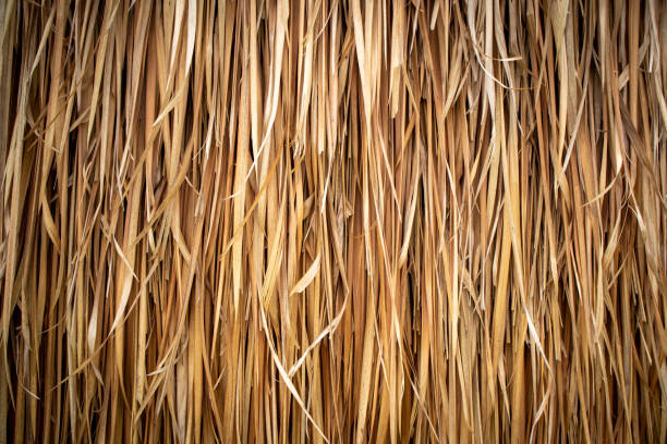 istock Beautiful texture of brown hay lined up background 1501489716
