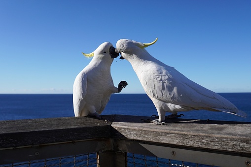 Sulphur-Crested Cockatoos are native to Australia, and their urban variety is quite used to people and has adopted a lifestyle that allows a certain degree of interaction with humans, which makes close-up photography possible.