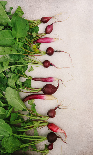 fresh radishes of different shades organic on a gray background close-up