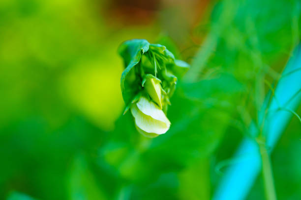 macro shooting. A small white flower of green peas. farming and horticulture.