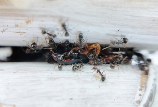 Camponotus Sericeus ants eat dead carpenter ants