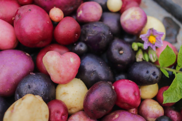 새로운 감자 여러 가지 빛깔과 다른 크기의 유기농 근접 촬영 - raw potato fingerling raw new potato 뉴스 사진 이미지