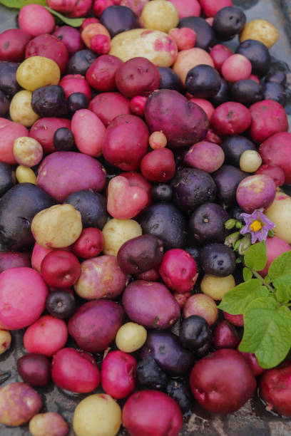 새로운 감자 여러 가지 빛깔과 다른 크기의 유기농 근접 촬영 - raw potato fingerling raw new potato 뉴스 사진 이미지