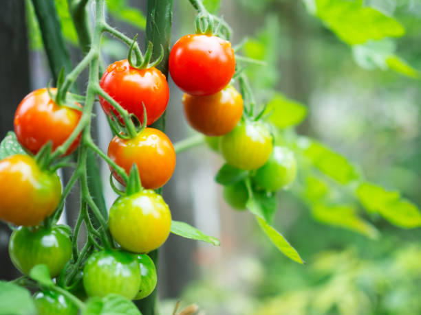 istock Cherry tomatoes plant growing in the garden 1501496695