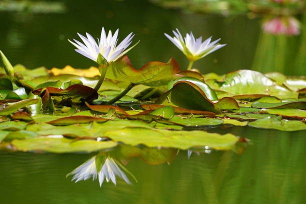 istock beautifully colored water lilies 1501497438