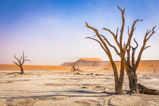 Dead camelthorn trees against dunes and blue sky in Deadvlei, Sossusvlei. Namib-Naukluft National Park, Namibia.  Horizontal.