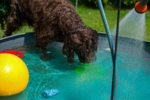 istock a brown dog, a pudelpointer, in a dog pool 1501499725