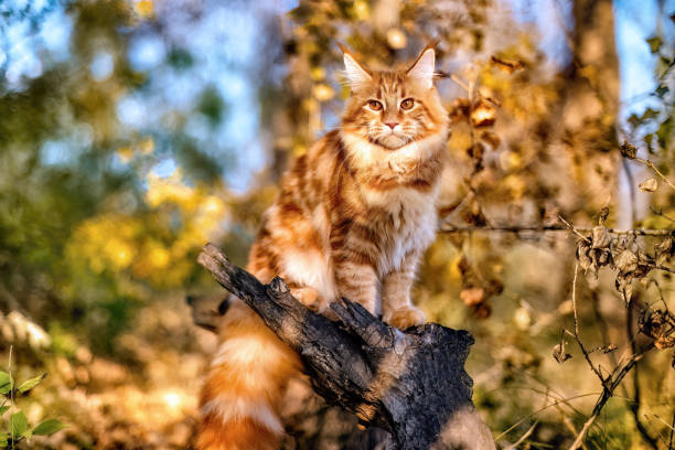 istock A big maine coon kitten. 1501510409