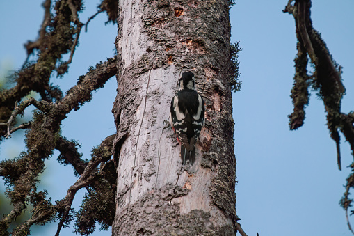great spotted woodpecker female, dendrocopos major, is hammering at a spruce tree at a summer day