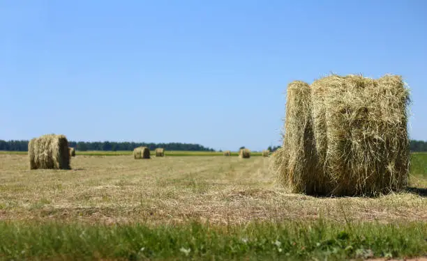 many rolls of straw on the background of meadow and forests on a summer day