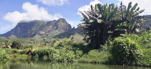 istock Ravenala and other tropical plants by Faaroa river (Raiatea) 1501517696