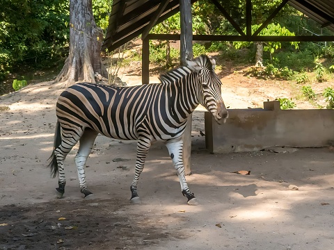 Zebra isolated over white background