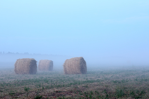 many rolls of straw in the fog on the background of meadow in the evening