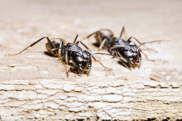 istock close-up. A black woodworm ant on the surface of a tree. 1501535475
