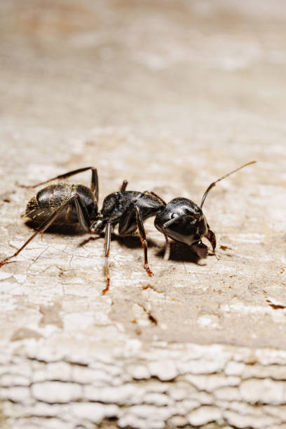 istock close-up. A black woodworm ant on the surface of a tree. 1501536014