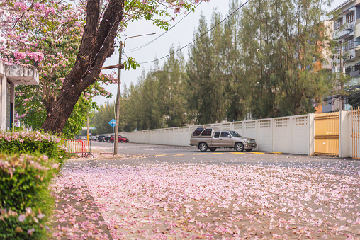 Pink trumpet tree blossom in Bangkok: a street covered with fallen flowers. March