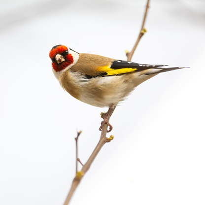 Goldfinch on a perch in the garden, England