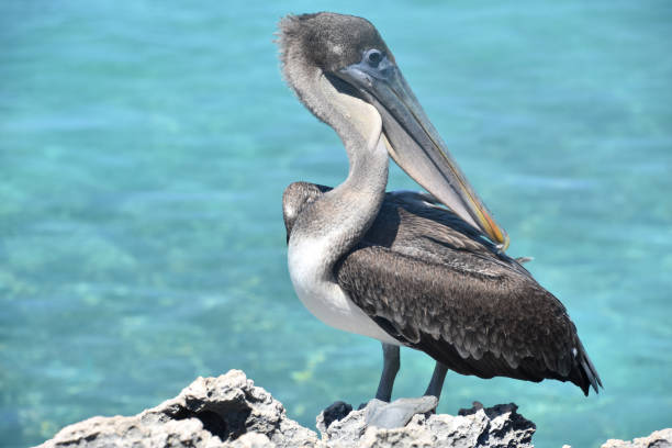 Gorgeous Brown Pelican in the Tropics of Aruba stock photo