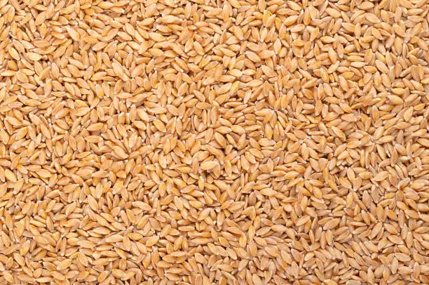 Hulled einkorn wheat, dried and husked littlespelt grains, from above. Triticum monococcum, one of the first plants to be domesticated and cultivated. Each spikelet contains only one grain. Food photo