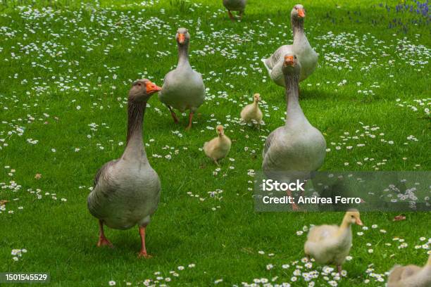 Famiglia Di Oche Stock Photo - Download Image Now - Agriculture, Animal, Animal Body Part