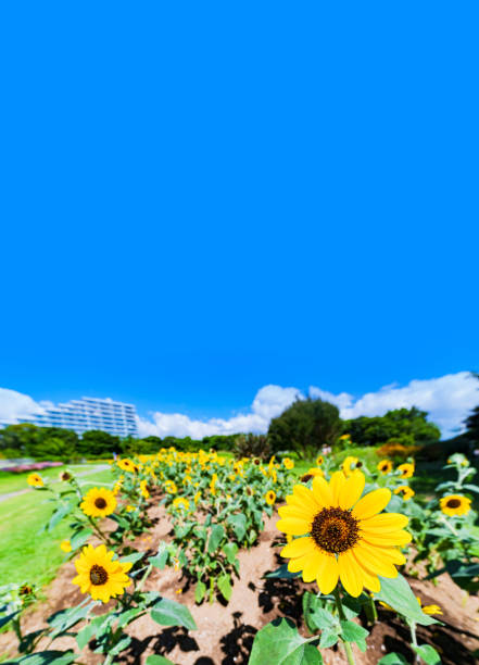 summer
